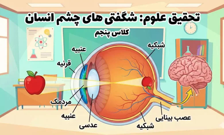 تحقیق در مورد چشم انسان برای کلاس پنجم + نسخه کوتاه
