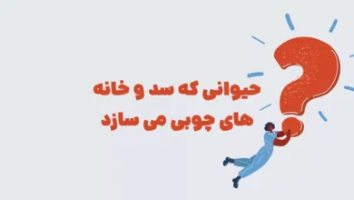 حیوانی که سد و خانه های چوبی می سازد