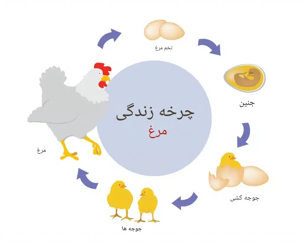 چرخه زندگی مرغ کلاس اول
