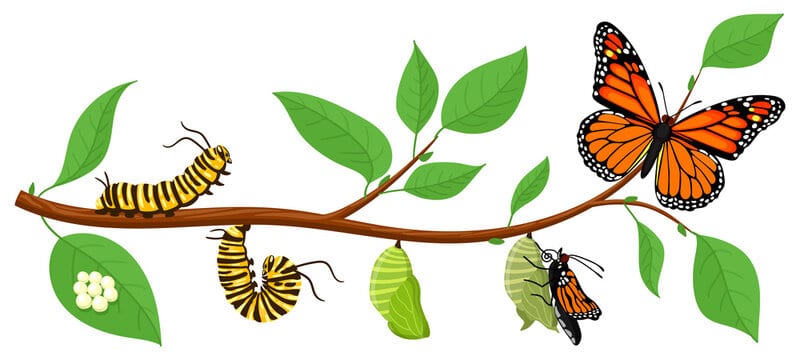 چرخه زندگی پروانه کلاس اول