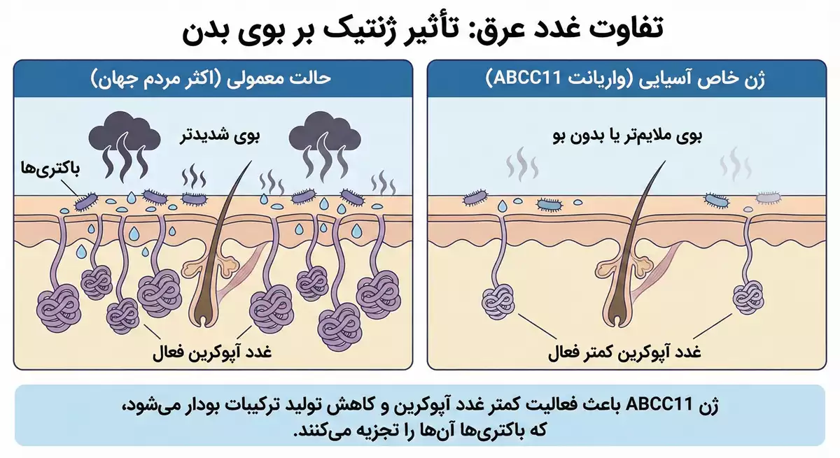 اینفوگرافیک ساده نشان‌دهنده تفاوت غدد عرق معمولی و ژن خاص آسیایی