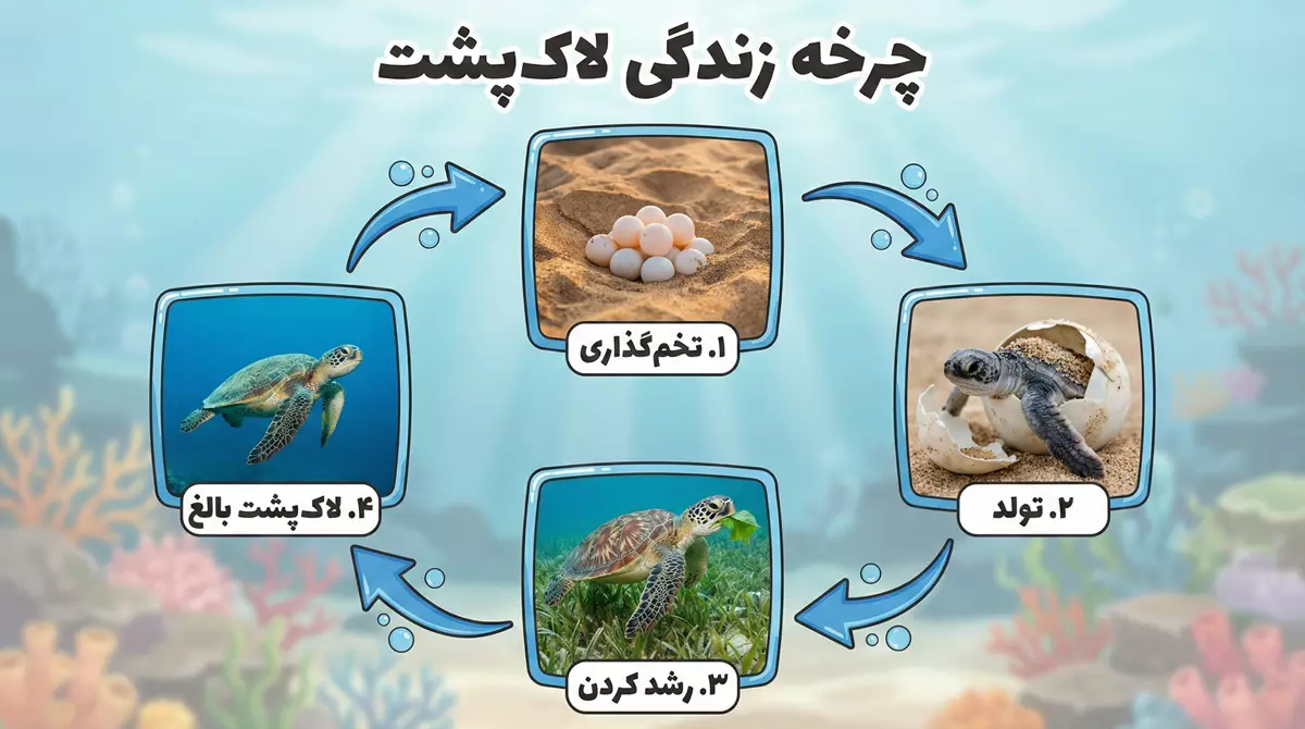 تحقیق در مورد چرخه زندگی لاک پشت کلاس دوم