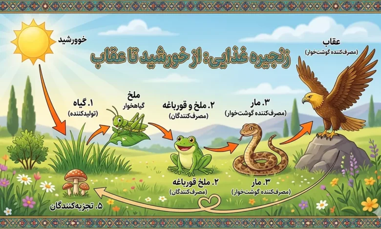 زنجیره غذایی چیست کلاس چهارم