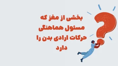 بخشی از مغز که مسئول هماهنگی حرکات ارادی بدن بازی شهربانو