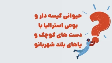 حیوانی کیسه دار و بومی استرالیا با دست های کوچک و پاهای بلند شهربانو