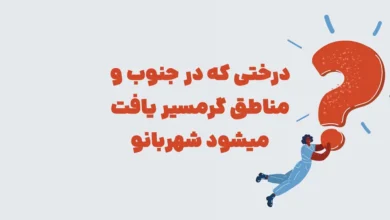 درختی که در جنوب و مناطق گرمسیر یافت میشود شهربانو