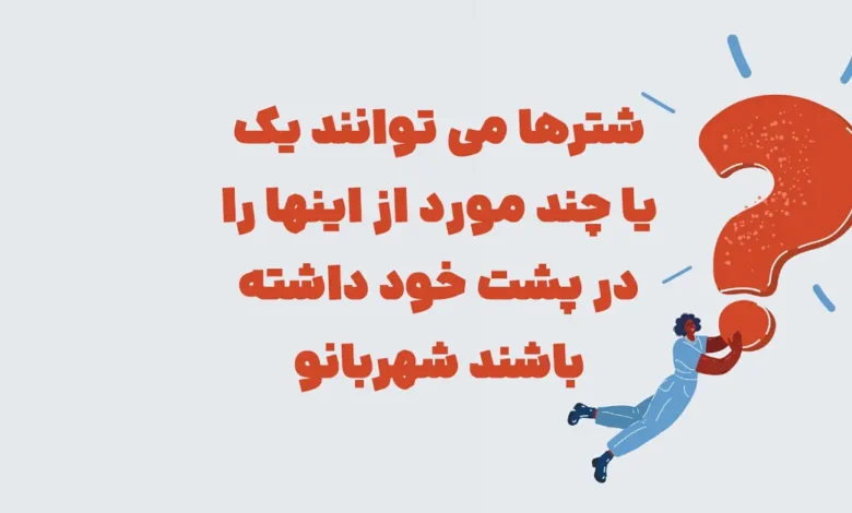 شترها می توانند یک یا چند مورد از اینها را در پشت خود داشته باشند شهربانو
