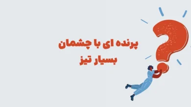 پاسخ معمای: پرنده ای با چشمان بسیار تیز در بازی شهربانو