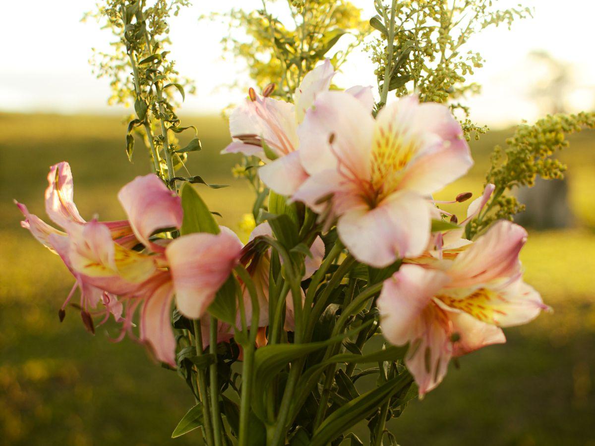 گل لیلیوم برای چه مناسبت-هایی مناسب است؟ - تصویر 2 گل لیلیوم برای چه مناسبتهایی بهتر است؟