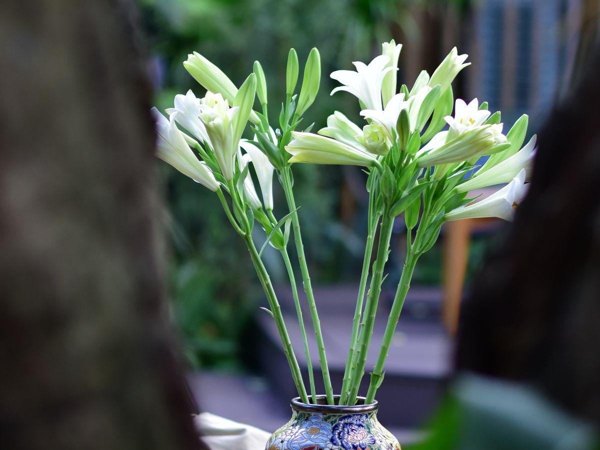 گل لیلیوم برای چه مناسبت-هایی مناسب است؟ - تصویر 5 جمعبندی؛ لیلیوم را زمانی بخرید که پیام هدیه مهم است
