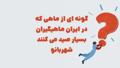 گونه ای از ماهی که در ایران ماهیگیران بسیار صید می کنند شهربانو