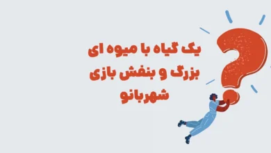 یک گیاه با میوه ای بزرگ و بنفش بازی شهربانو