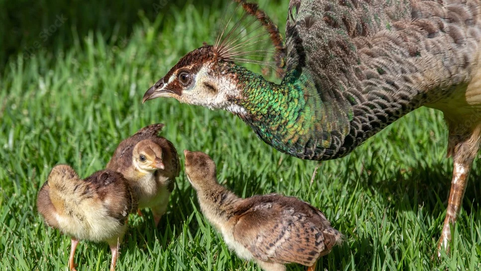بچه حیوانات و بزرگسالشان 3 بچه حیوانات و بزرگسالشان 3
