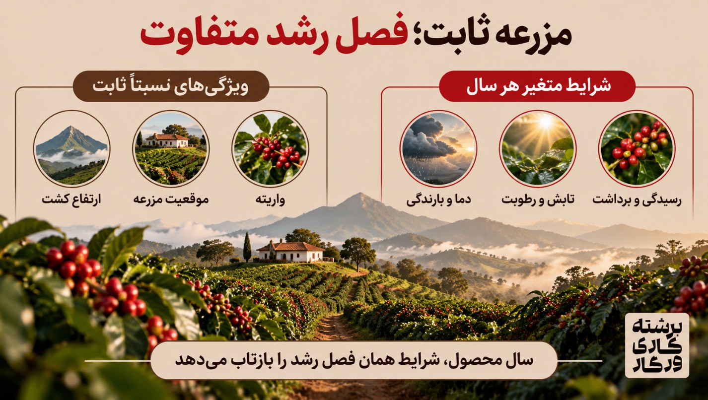 چرا قهوه یک مزرعه در سال-های مختلف دقیقاً یک طعم ندارد؟ - تصویر 1 فصل برداشت فقط یک تاریخ روی بسته نیست