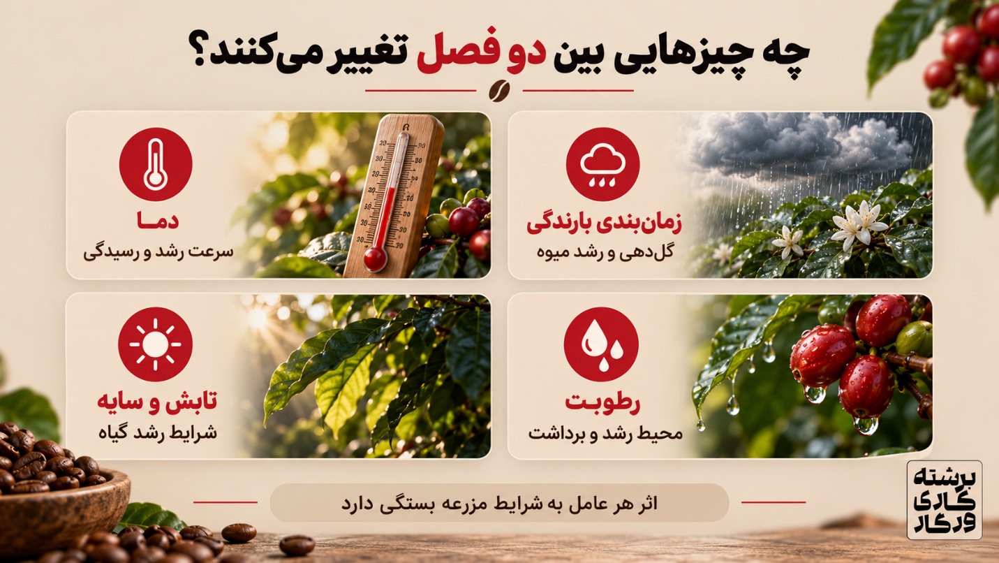 چرا قهوه یک مزرعه در سال-های مختلف دقیقاً یک طعم ندارد؟ - تصویر 2 چه شرایطی بین دو فصل رشد تغییر میکنند؟