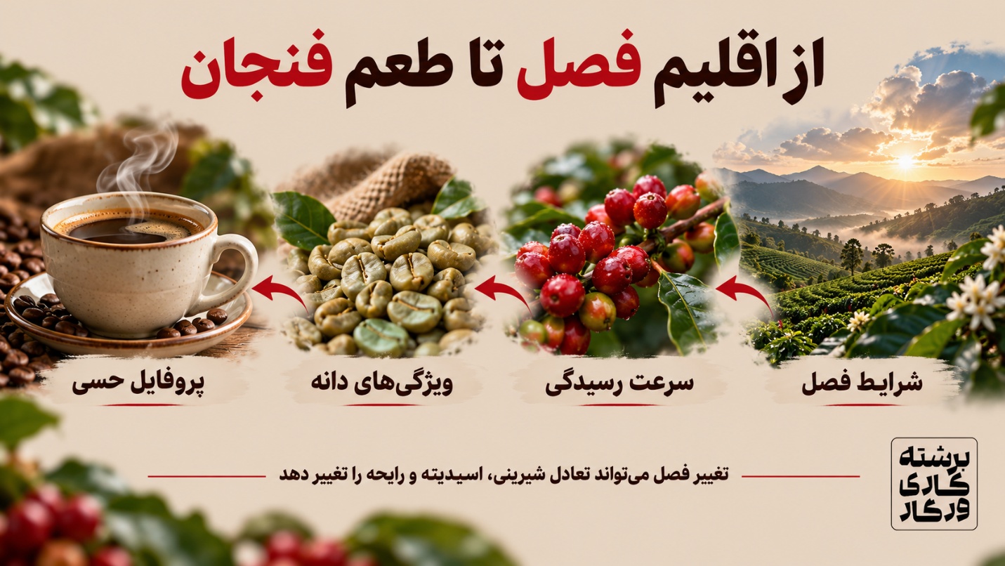 چرا قهوه یک مزرعه در سال-های مختلف دقیقاً یک طعم ندارد؟ - تصویر 3 تغییر اقلیم فصل چگونه رسیدگی میوه را تغییر میدهد؟
