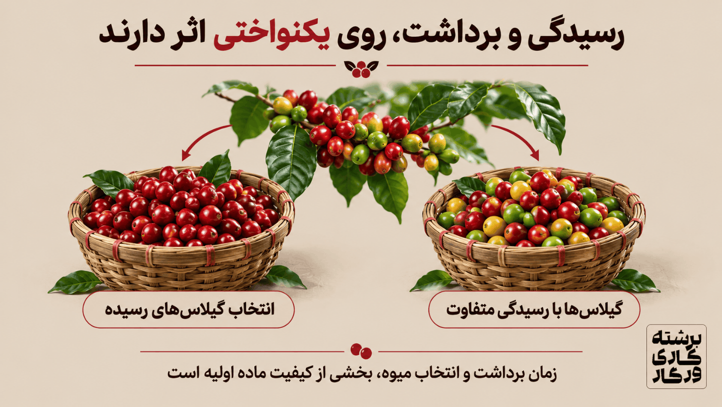 چرا قهوه یک مزرعه در سال-های مختلف دقیقاً یک طعم ندارد؟ - تصویر 5 برداشت چگونه تفاوت بازده برداشت را بیشتر یا کمتر میکند؟